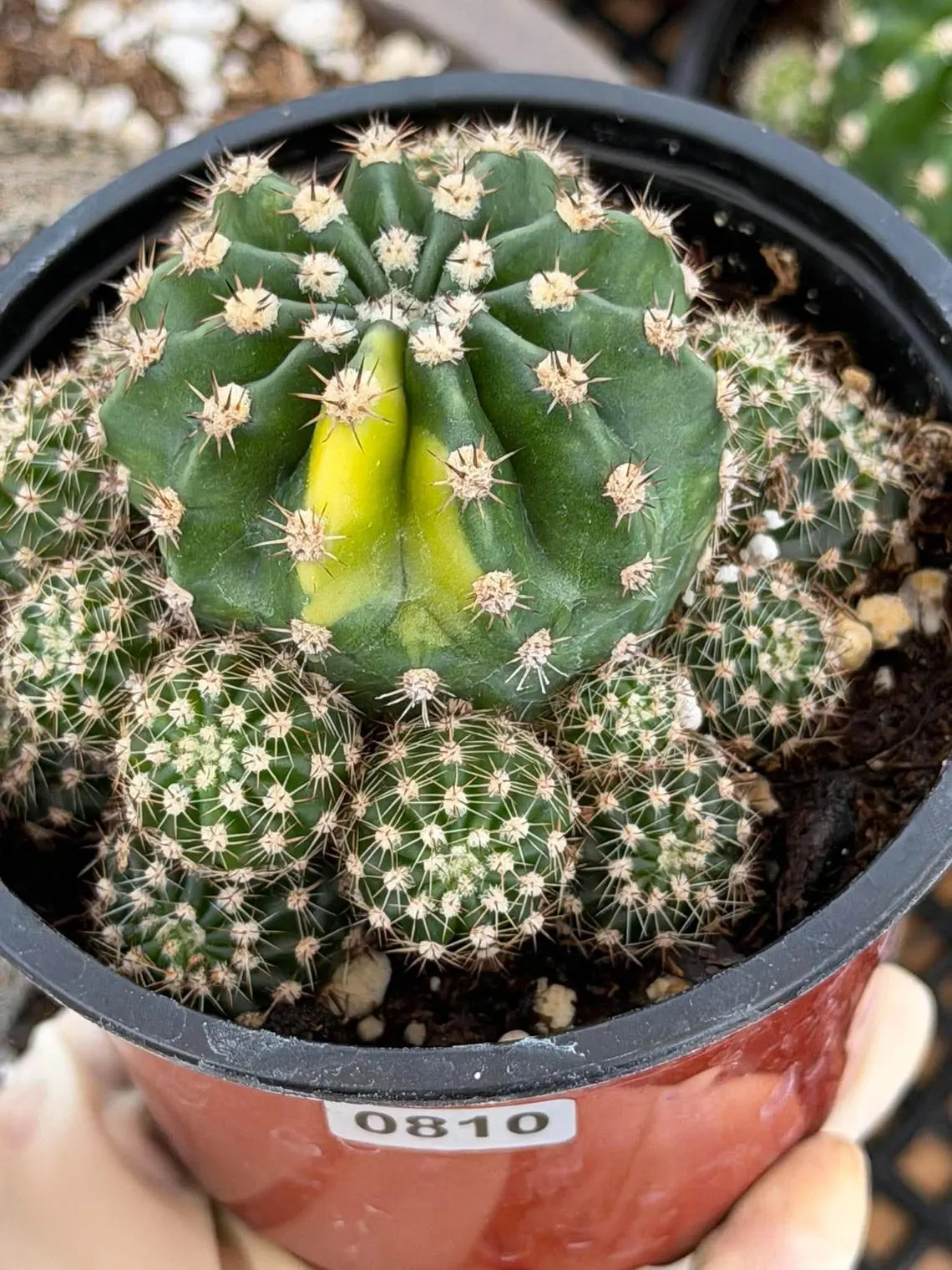 Variegated Lilly Easter Cactus Cluster #810