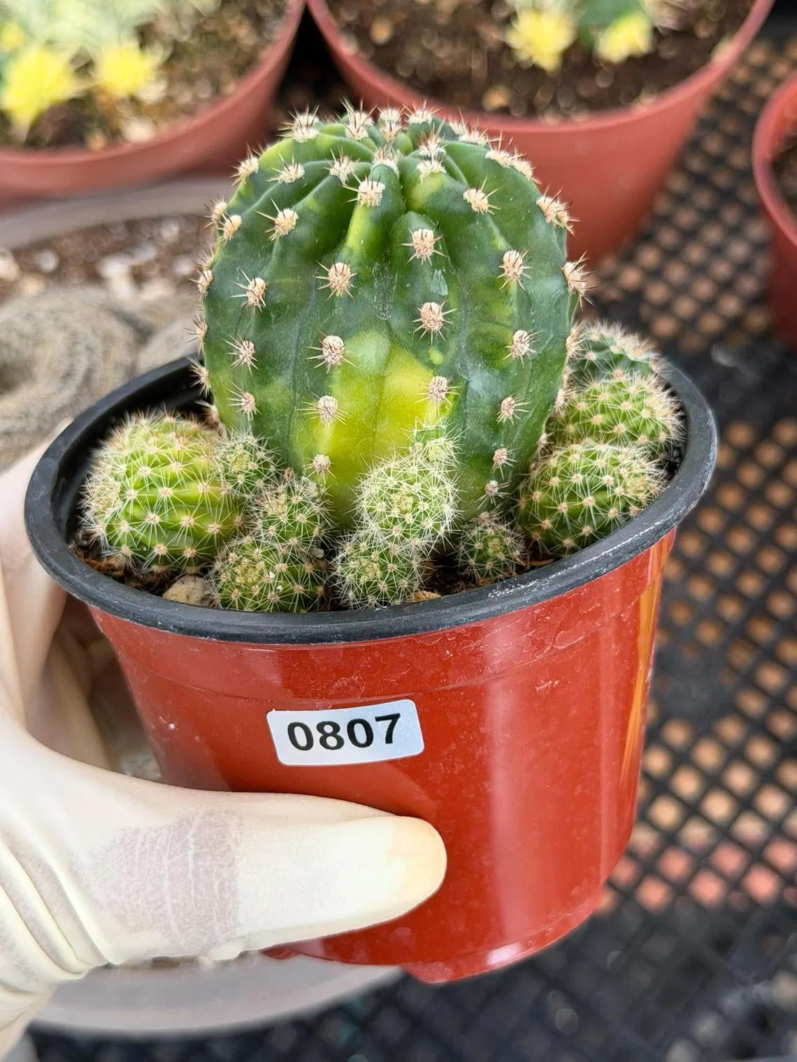 Variegated Lilly Easter Cactus Cluster #807