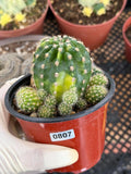 Variegated Lilly Easter Cactus Cluster #807