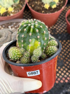Variegated Lilly Easter Cactus Cluster #807