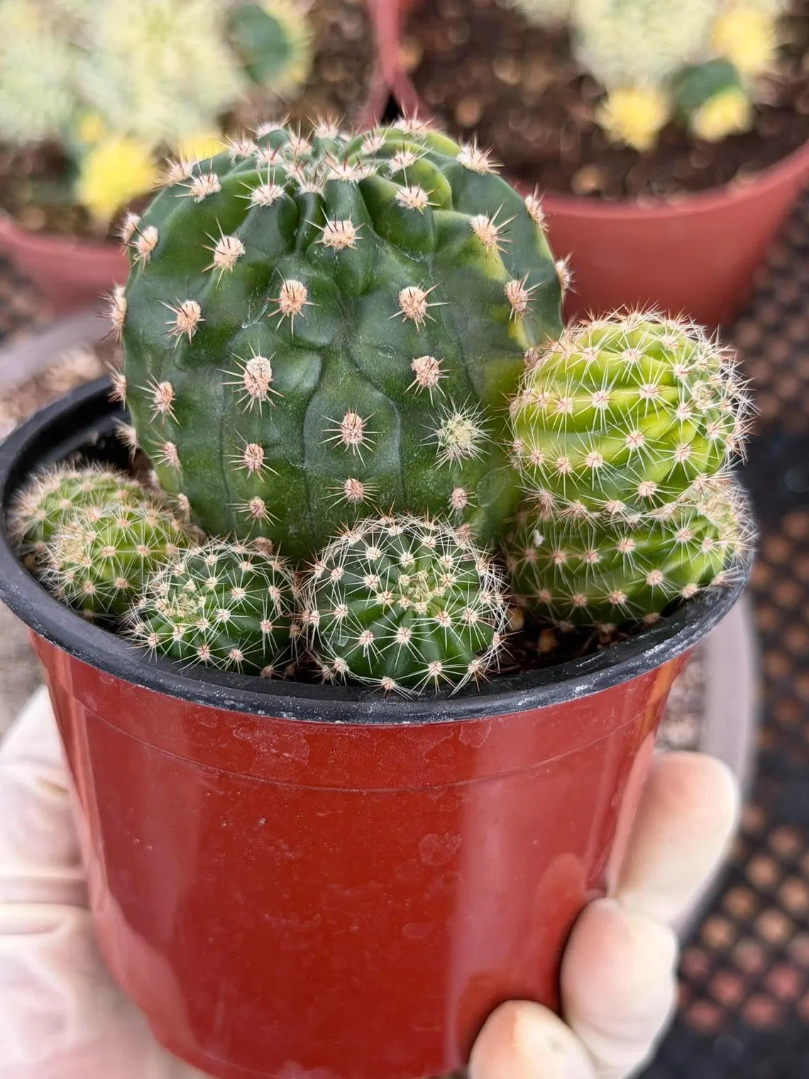 Variegated Lilly Easter Cactus Cluster #807