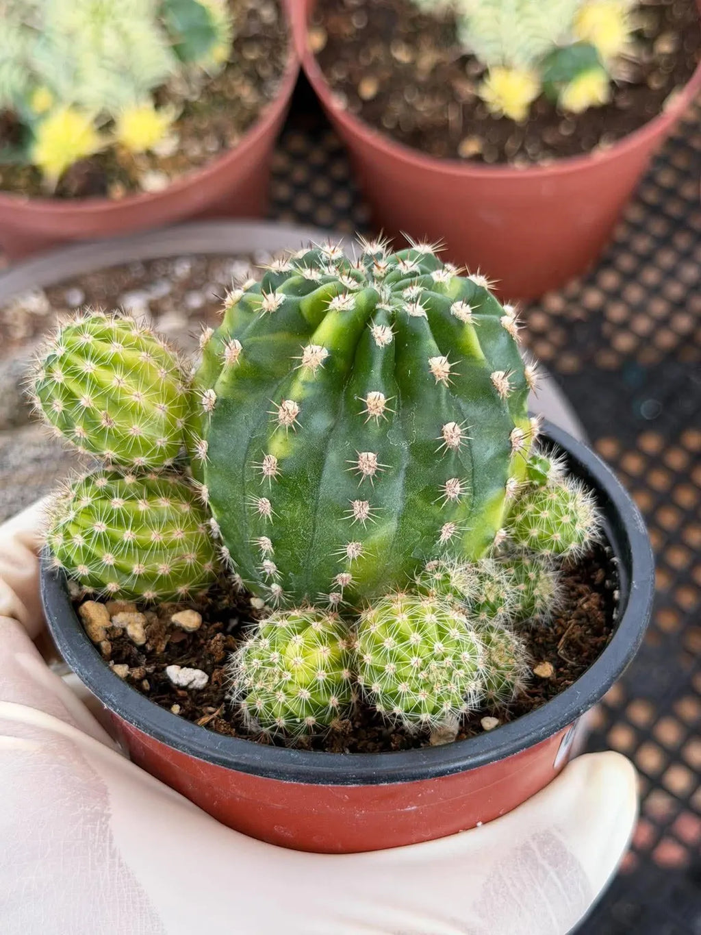 Variegated Lilly Easter Cactus Cluster #807