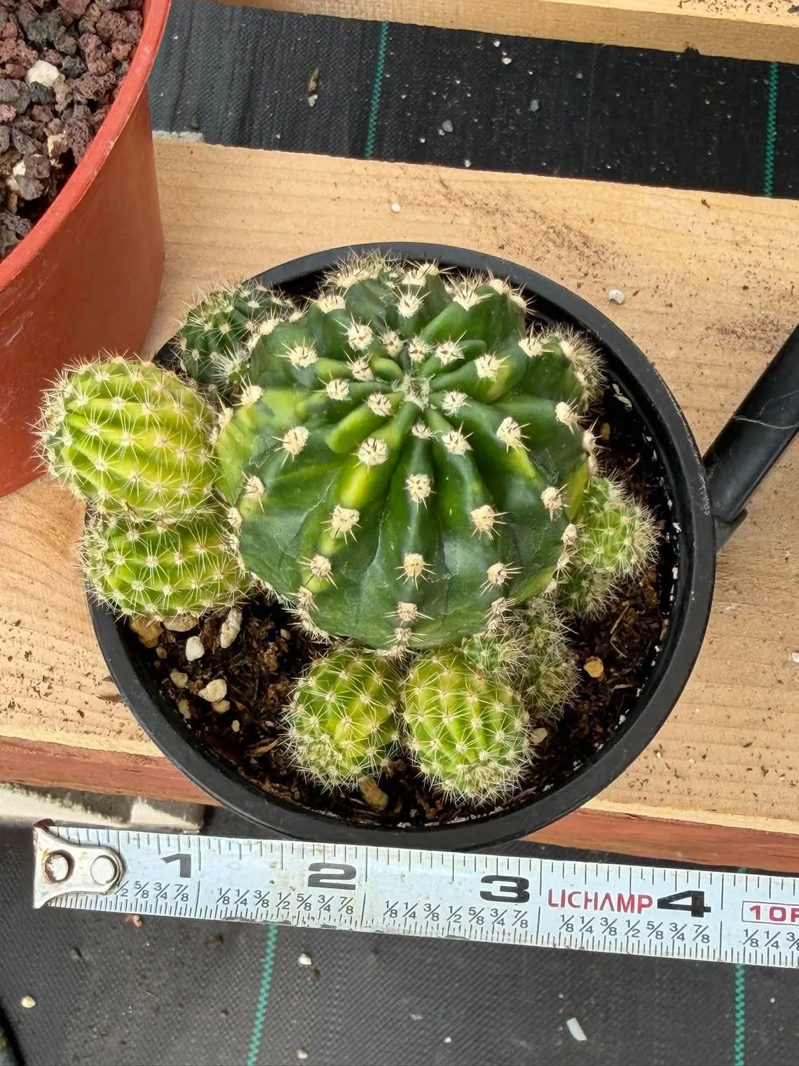 Variegated Lilly Easter Cactus Cluster #807