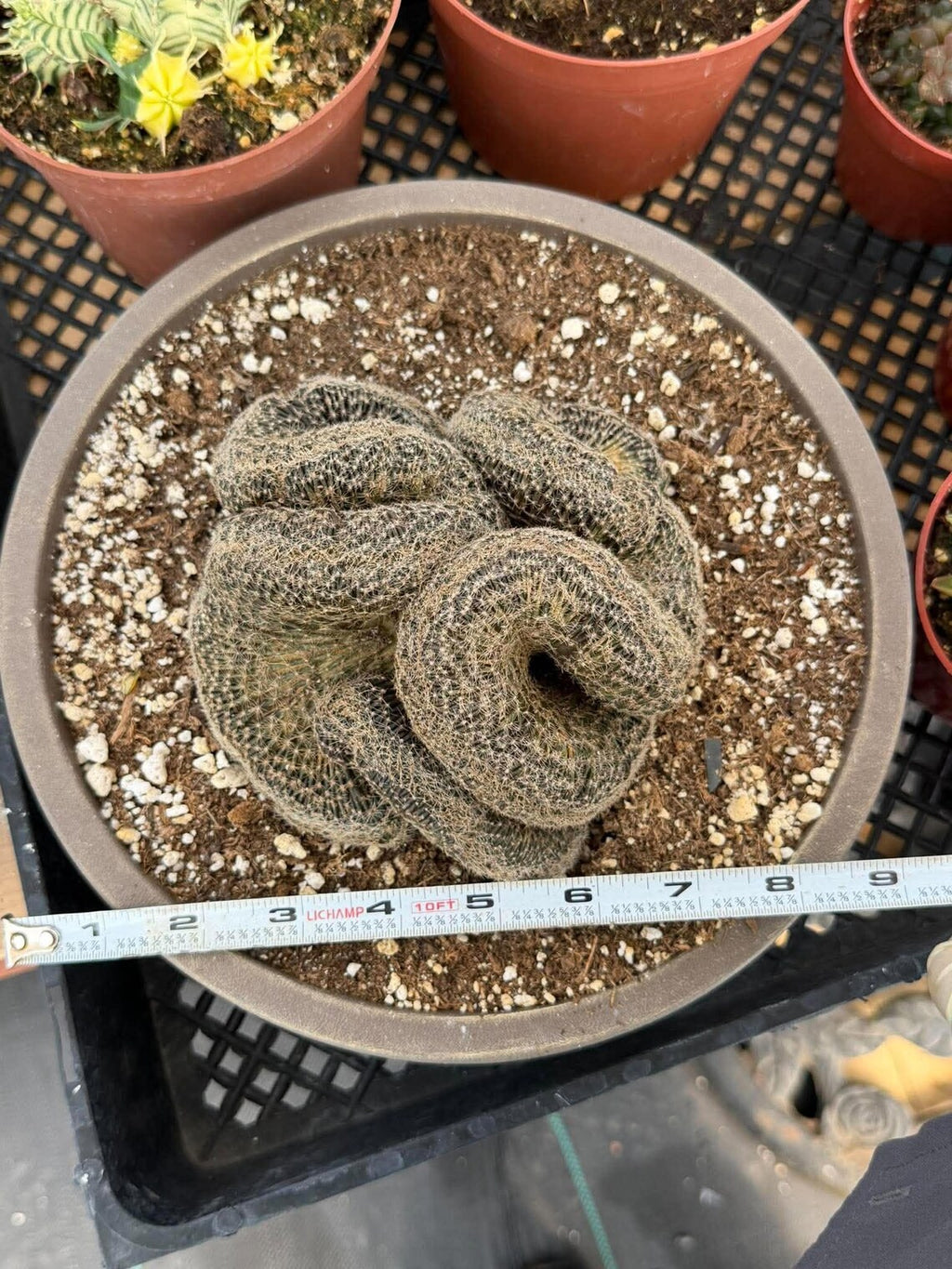 Crested Lobivia Famatimensis – Rare Live Cactus