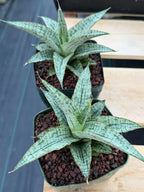 Sansevieria Widuri Silver Snake Plant | Dwarf Succulent