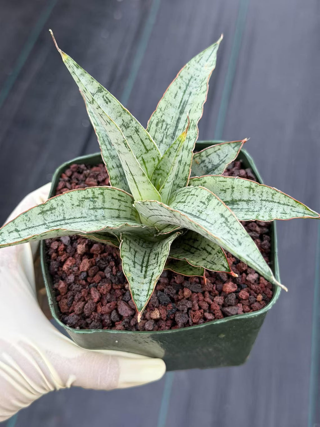 Sansevieria Widuri Silver Snake Plant | Dwarf Succulent