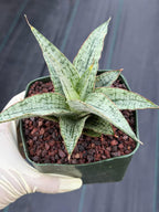 Sansevieria Widuri Silver Snake Plant | Dwarf Succulent