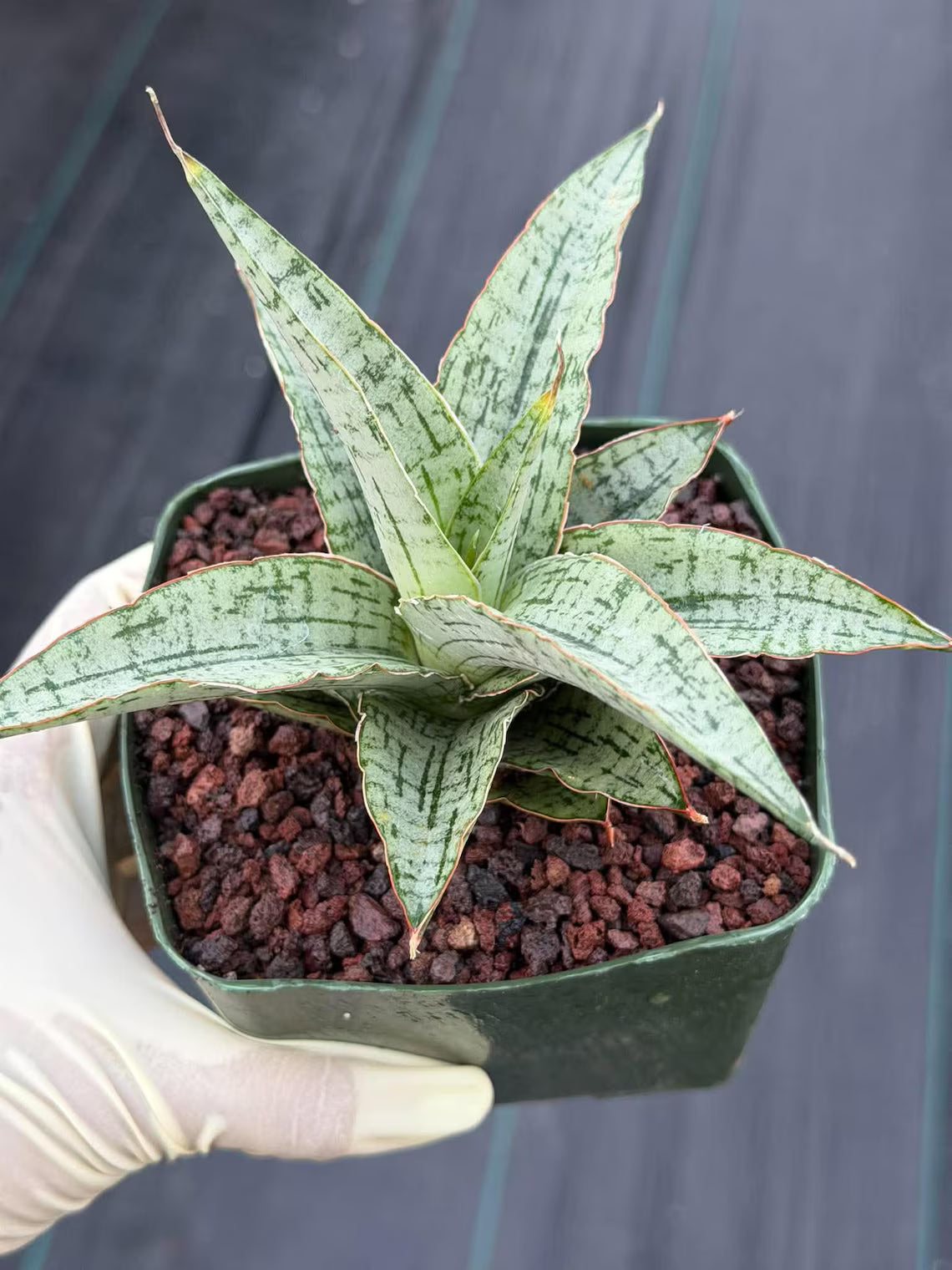 Sansevieria Widuri Silver Snake Plant | Dwarf Succulent