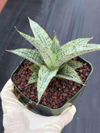 Sansevieria Widuri Silver Snake Plant | Dwarf Succulent