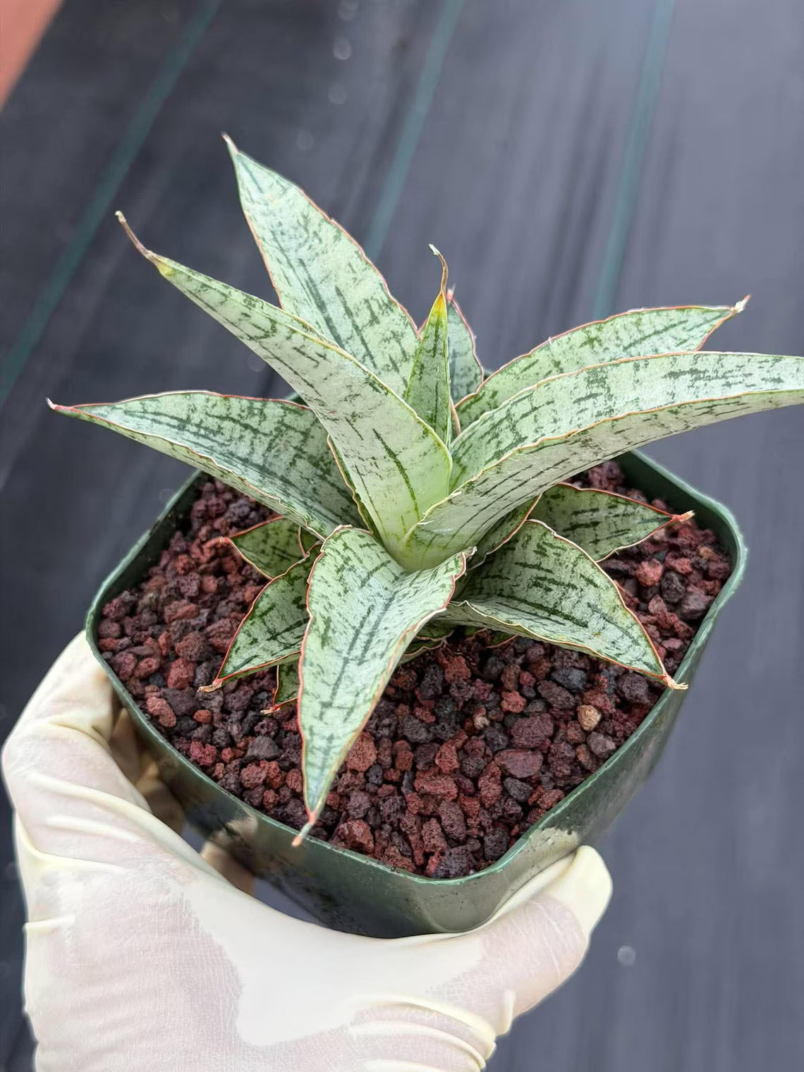 Sansevieria Widuri Silver Snake Plant | Dwarf Succulent