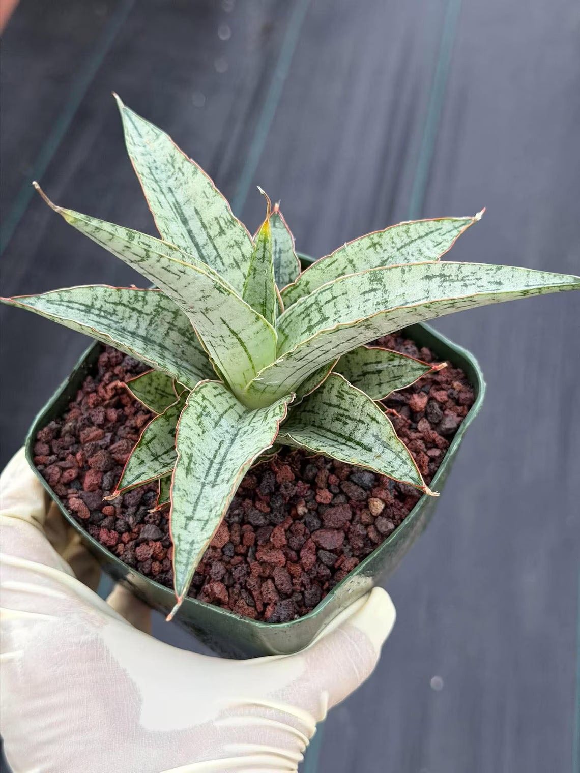 Sansevieria Widuri Silver Snake Plant | Dwarf Succulent