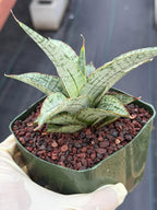 Sansevieria Widuri Silver Snake Plant | Dwarf Succulent