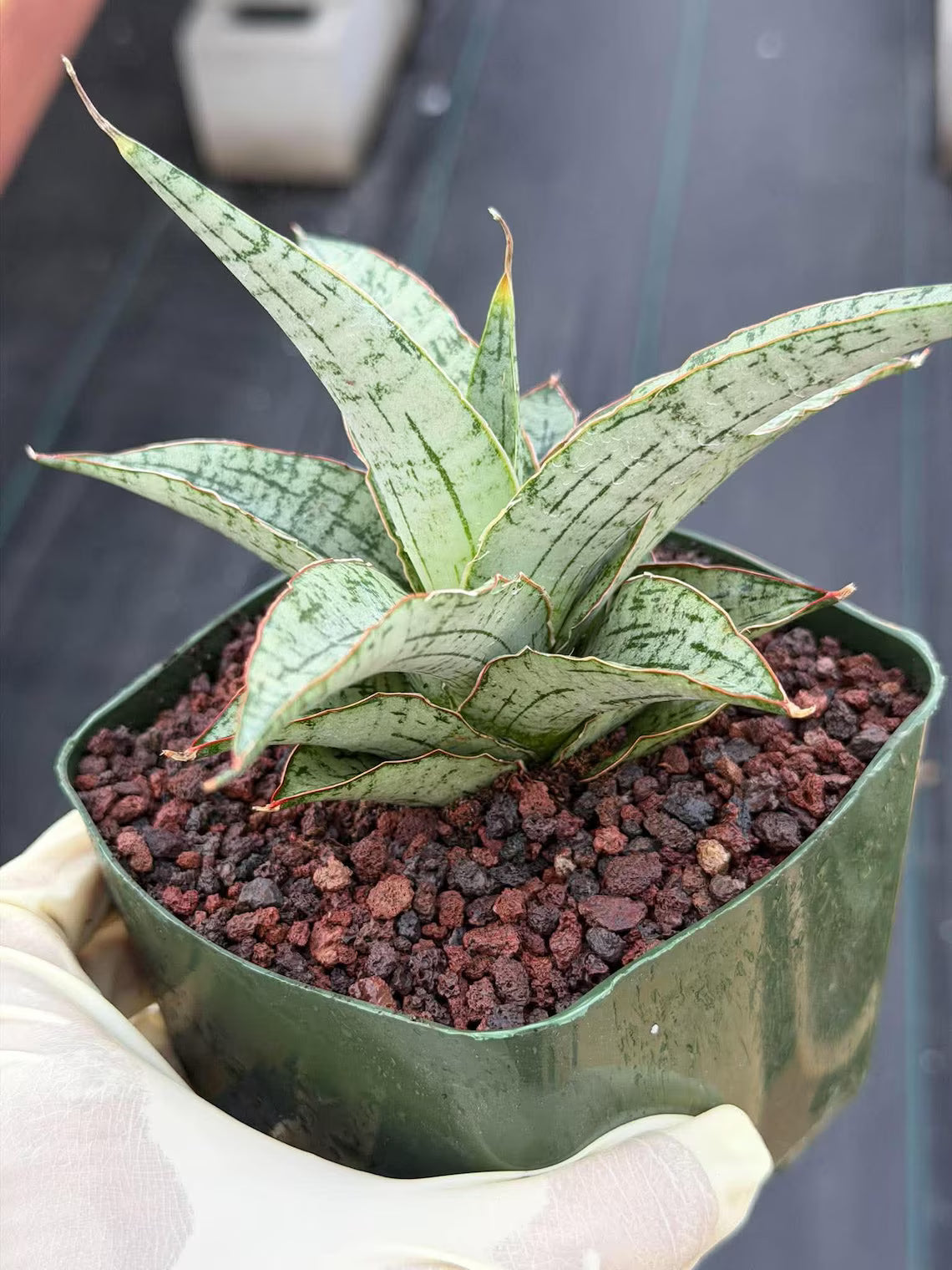 Sansevieria Widuri Silver Snake Plant | Dwarf Succulent