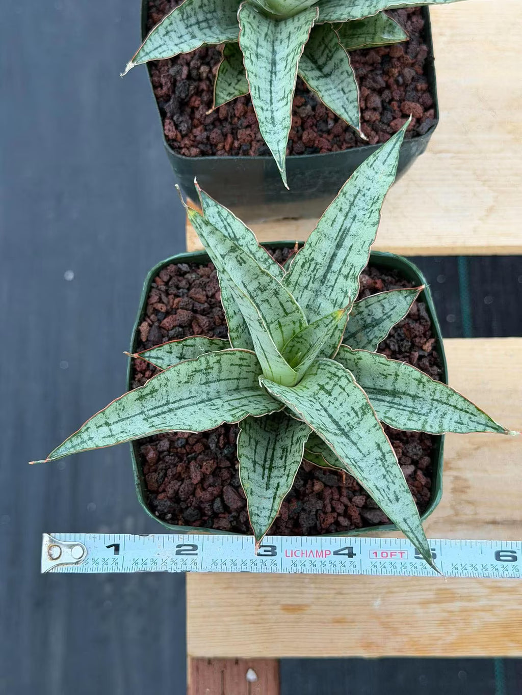 Sansevieria Widuri Silver Snake Plant | Dwarf Succulent