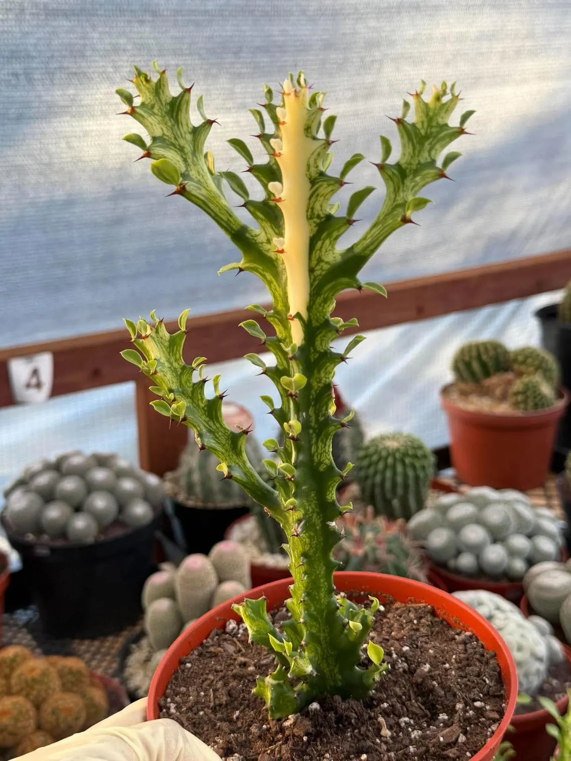 Variegated Euphorbia Mincream Succulent | Exact Plant