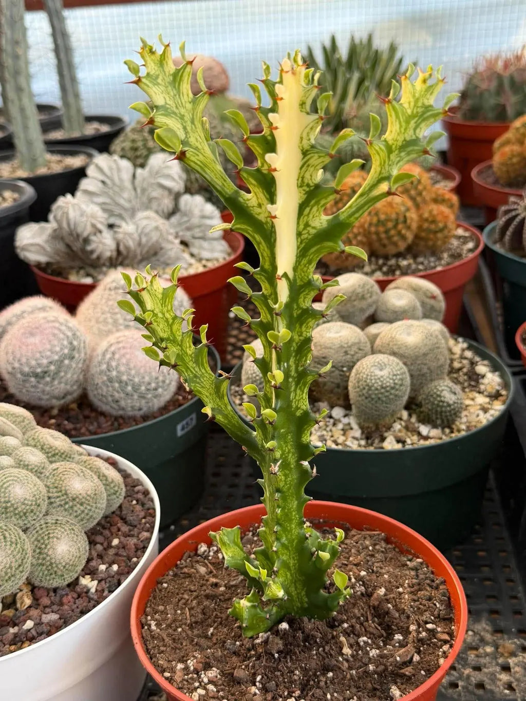 Variegated Euphorbia Mincream Succulent | Exact Plant