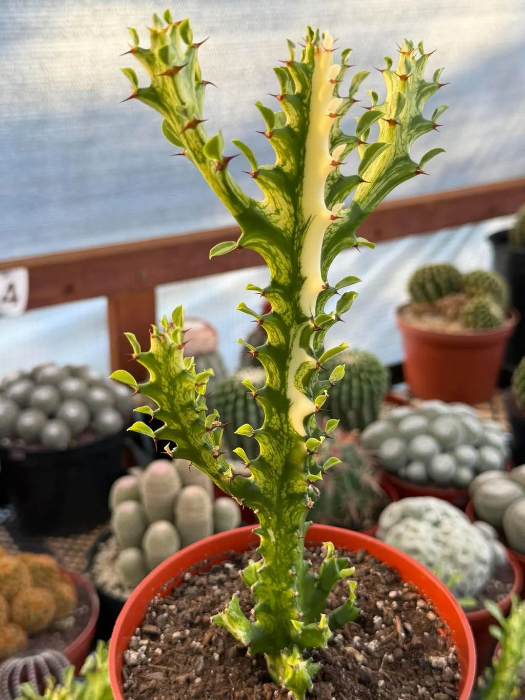 Variegated Euphorbia Mincream Succulent | Exact Plant