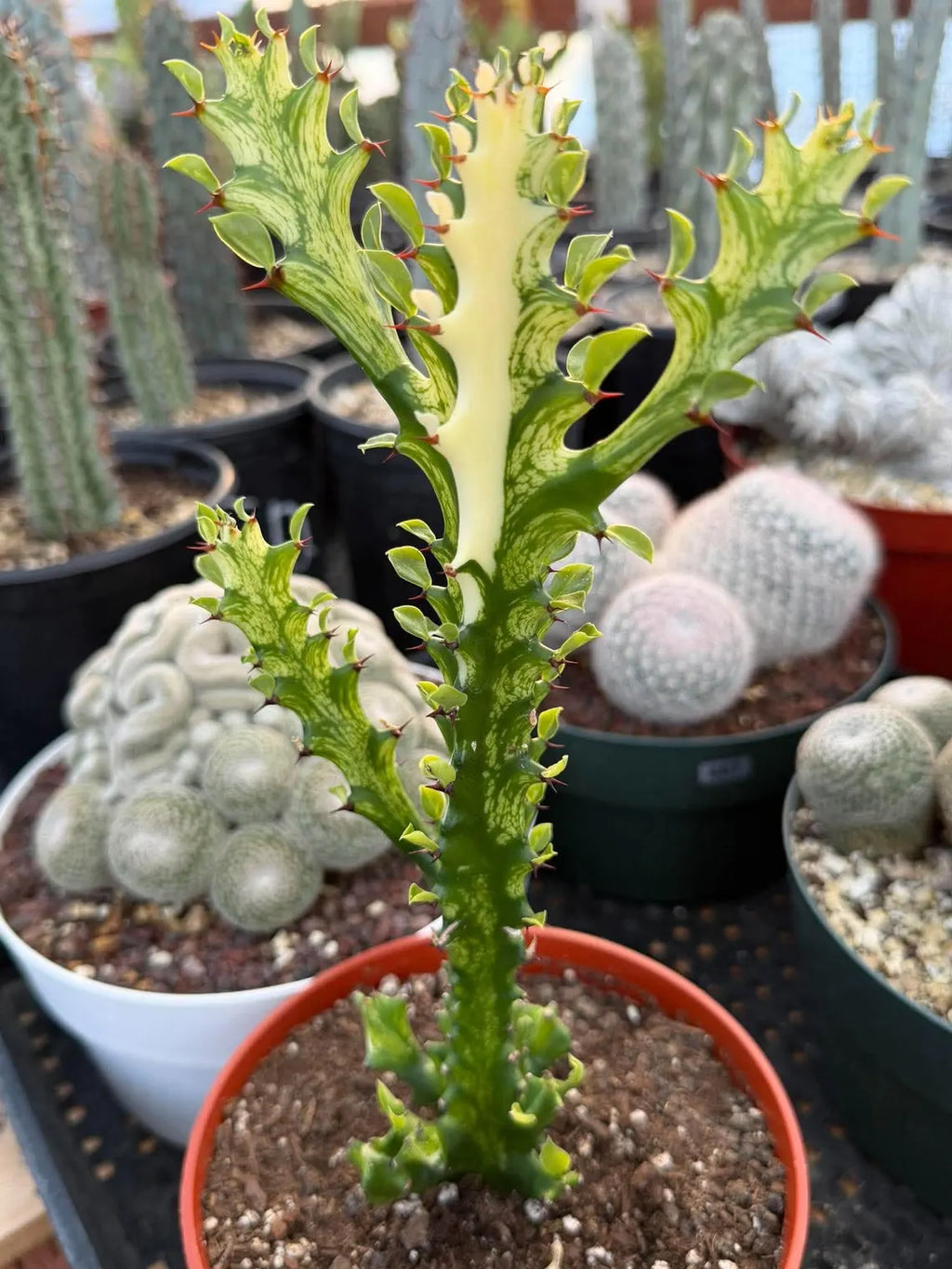 Variegated Euphorbia Mincream Succulent | Exact Plant