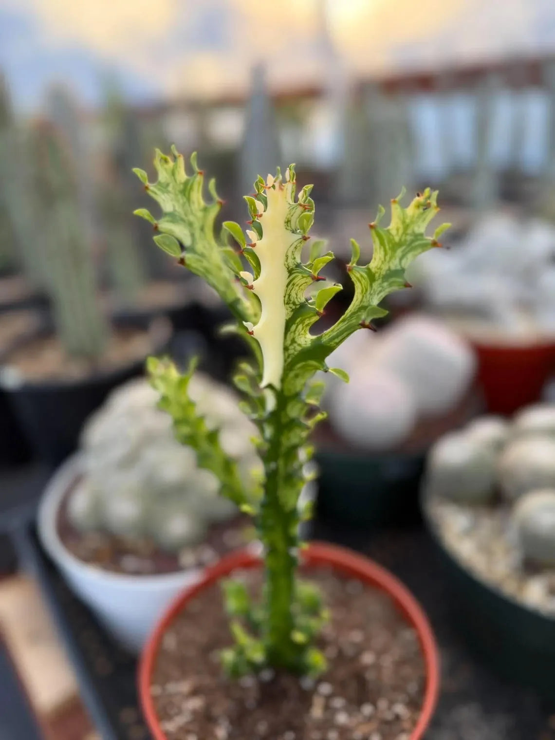 Variegated Euphorbia Mincream Succulent | Exact Plant