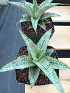 Sansevieria Widuri Silver Snake Plant | Dwarf Succulent