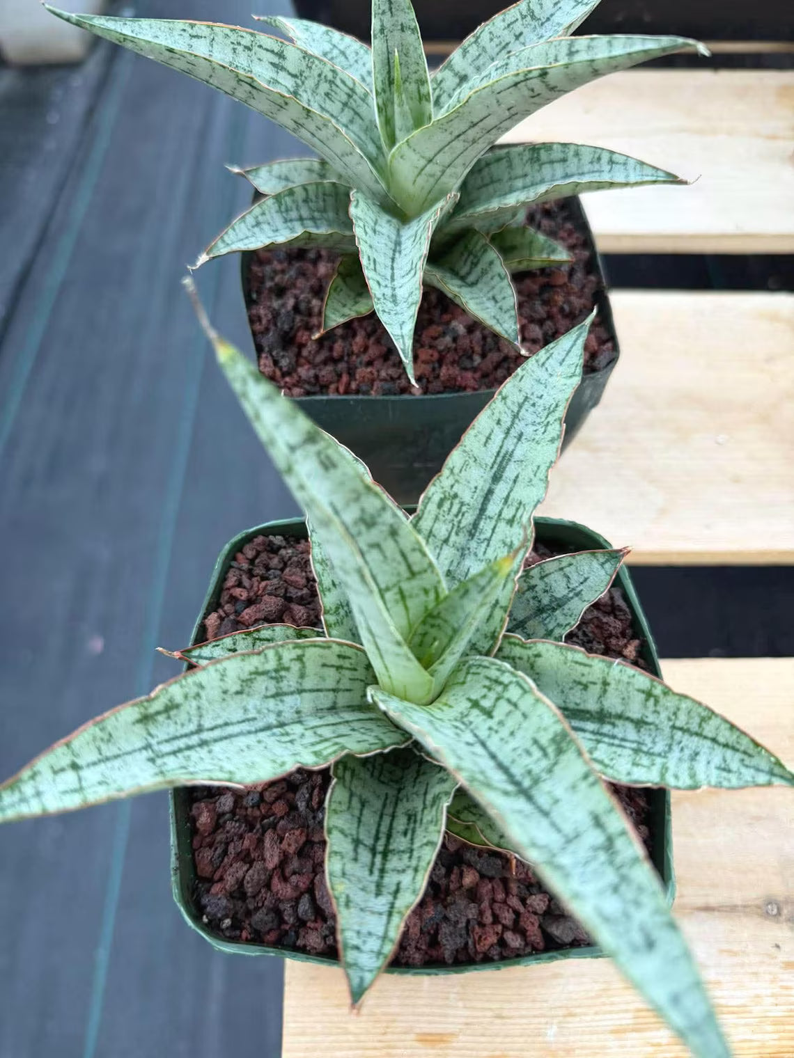 Sansevieria Widuri Silver Snake Plant | Dwarf Succulent