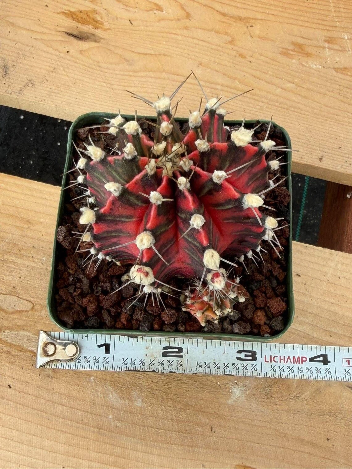 Gymnocalycium Mihanovichii Variegated Cactus – Rare Red & Black Hybrid Succulent #402