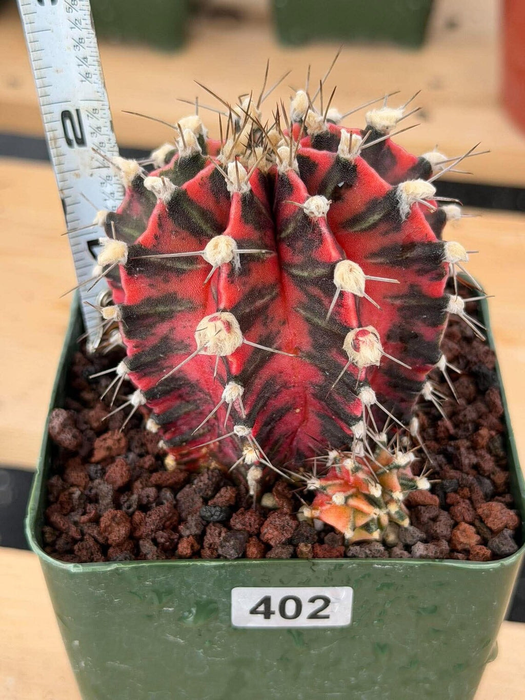 Gymnocalycium Mihanovichii Variegated Cactus – Rare Red & Black Hybrid Succulent #402