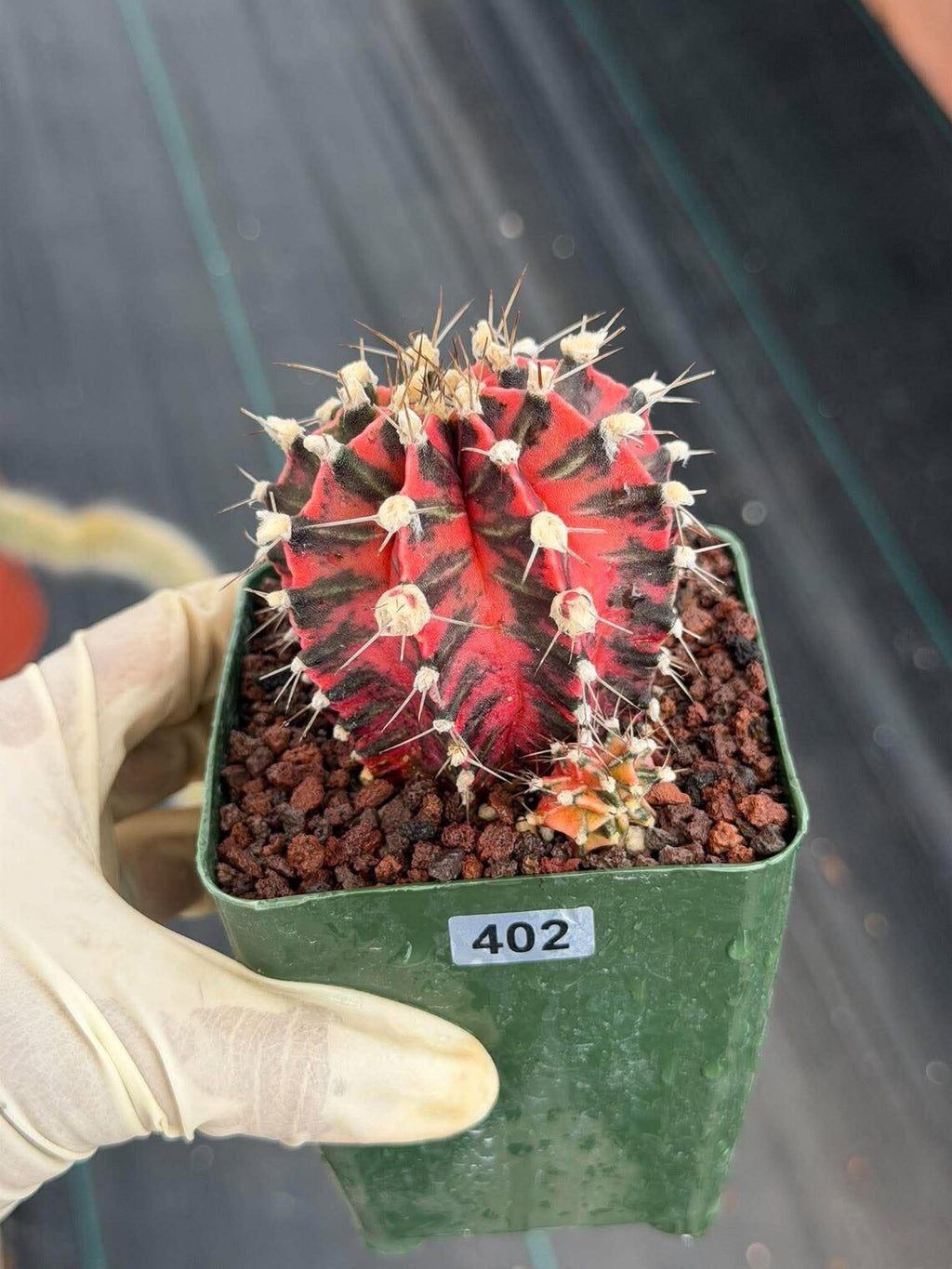 Gymnocalycium Mihanovichii Variegated Cactus – Rare Red & Black Hybrid Succulent #402