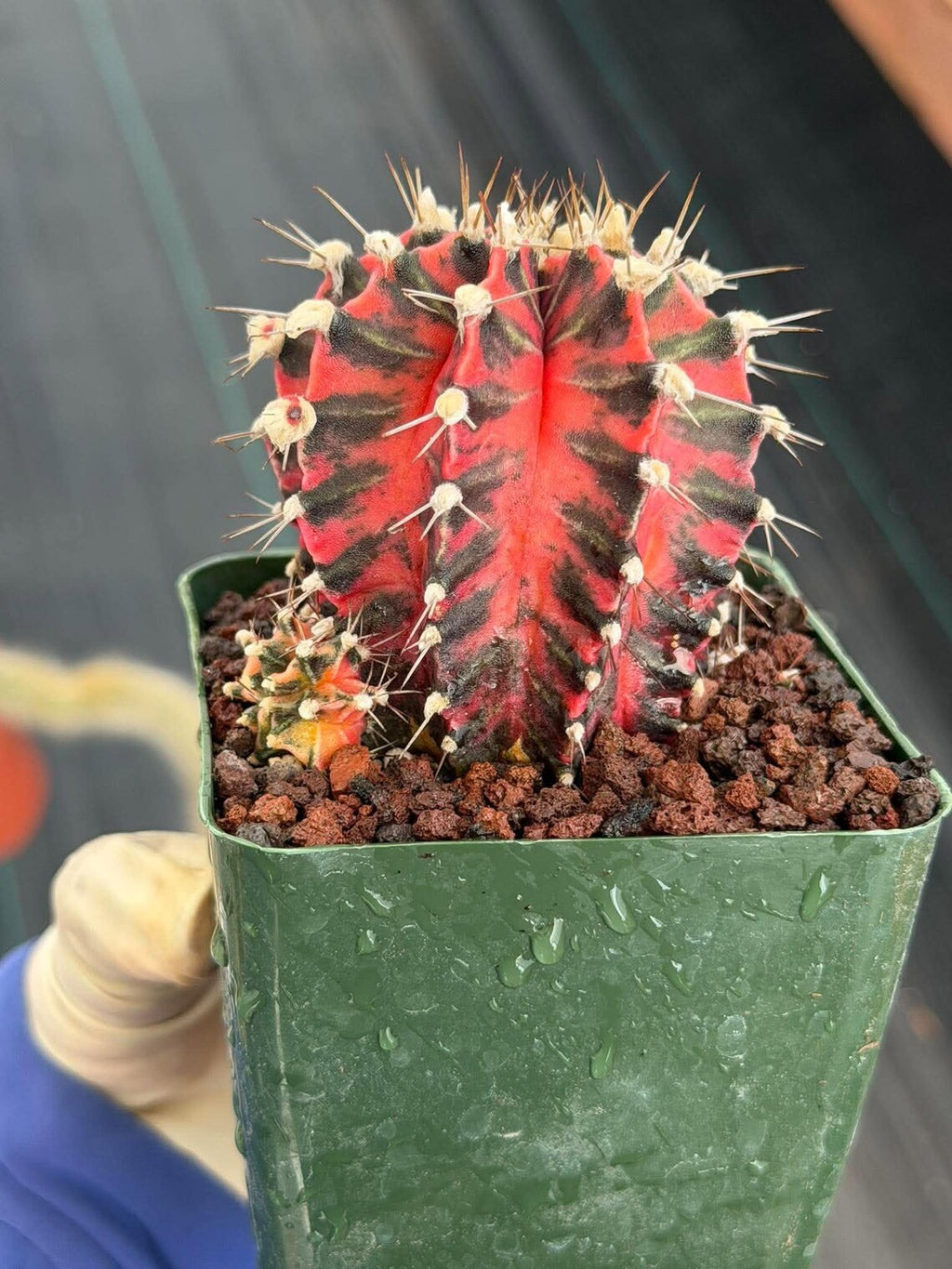 Gymnocalycium Mihanovichii Variegated Cactus – Rare Red & Black Hybrid Succulent #402