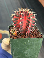 Gymnocalycium Mihanovichii Variegated Cactus – Rare Red & Black Hybrid Succulent #402