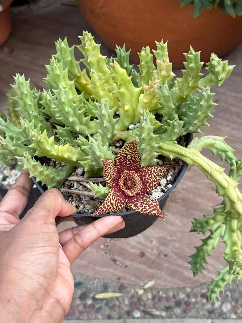 Orbea variegata Starfish Cactus – Live Bare Root Succulent