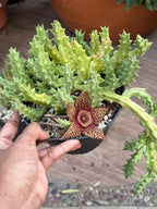 Orbea variegata Starfish Cactus – Live Bare Root Succulent