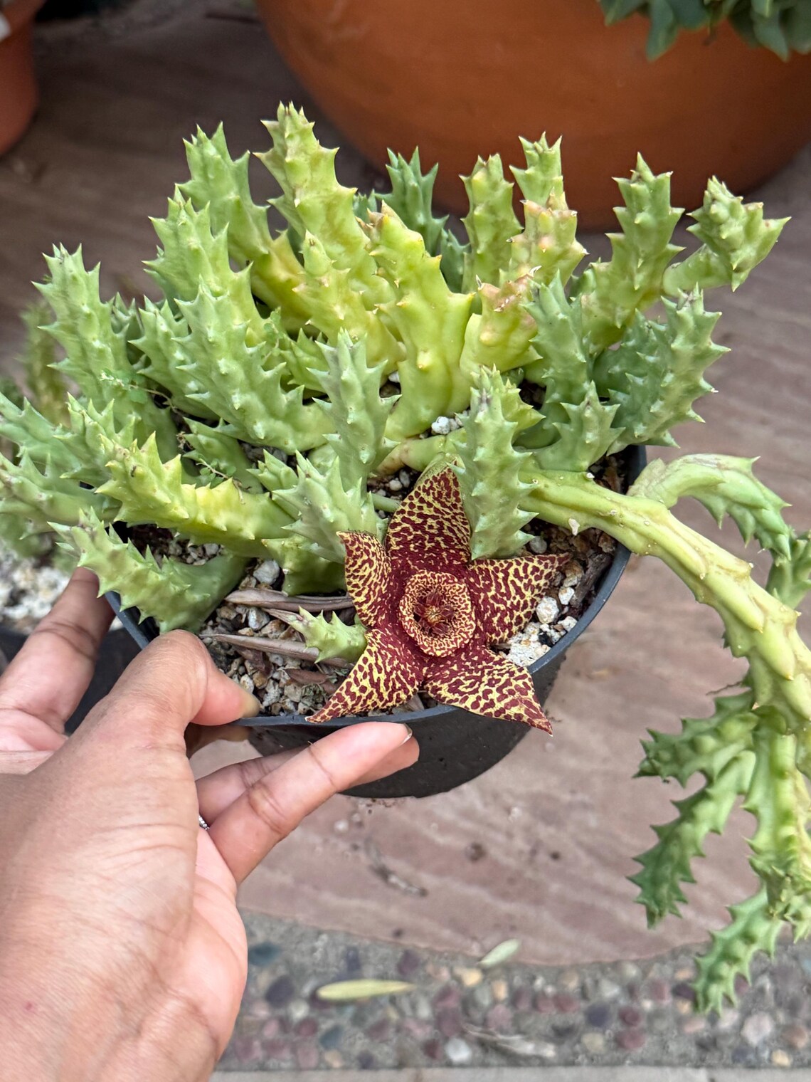 Orbea variegata Starfish Cactus – Live Bare Root Succulent