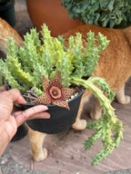 Orbea variegata Starfish Cactus – Live Bare Root Succulent