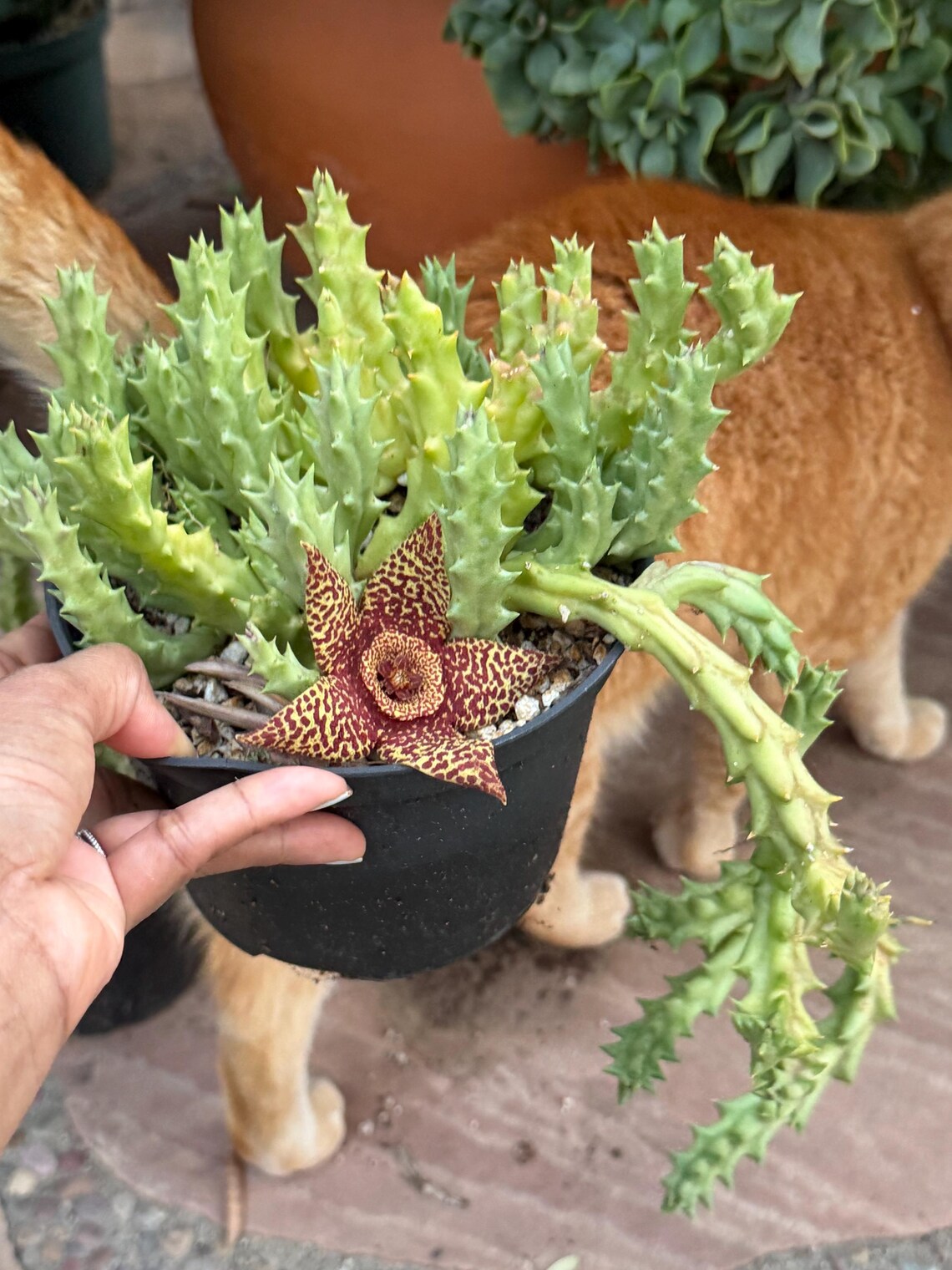 Orbea variegata Starfish Cactus – Live Bare Root Succulent