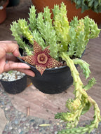 Orbea variegata Starfish Cactus – Live Bare Root Succulent
