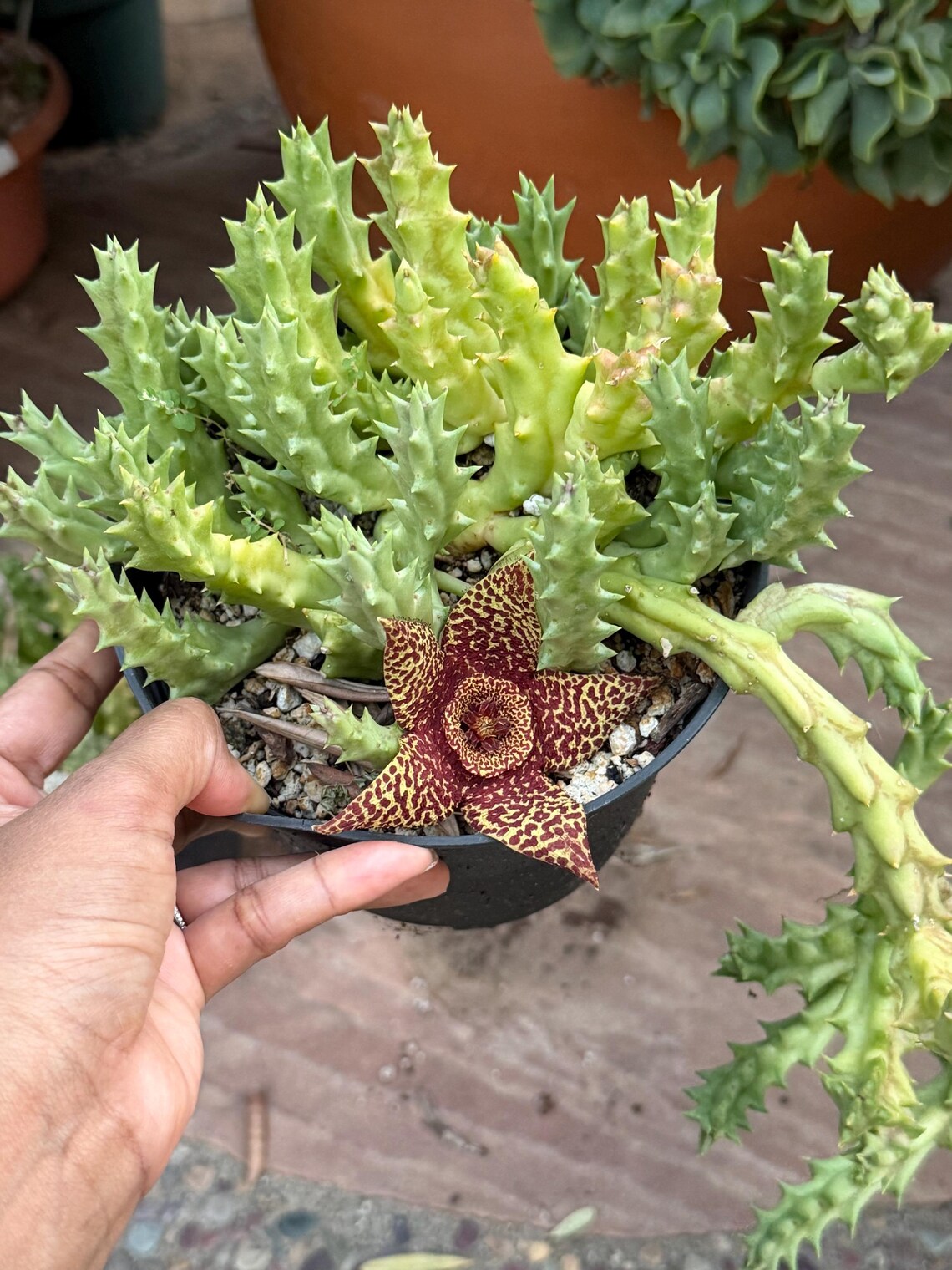 Orbea variegata Starfish Cactus – Live Bare Root Succulent