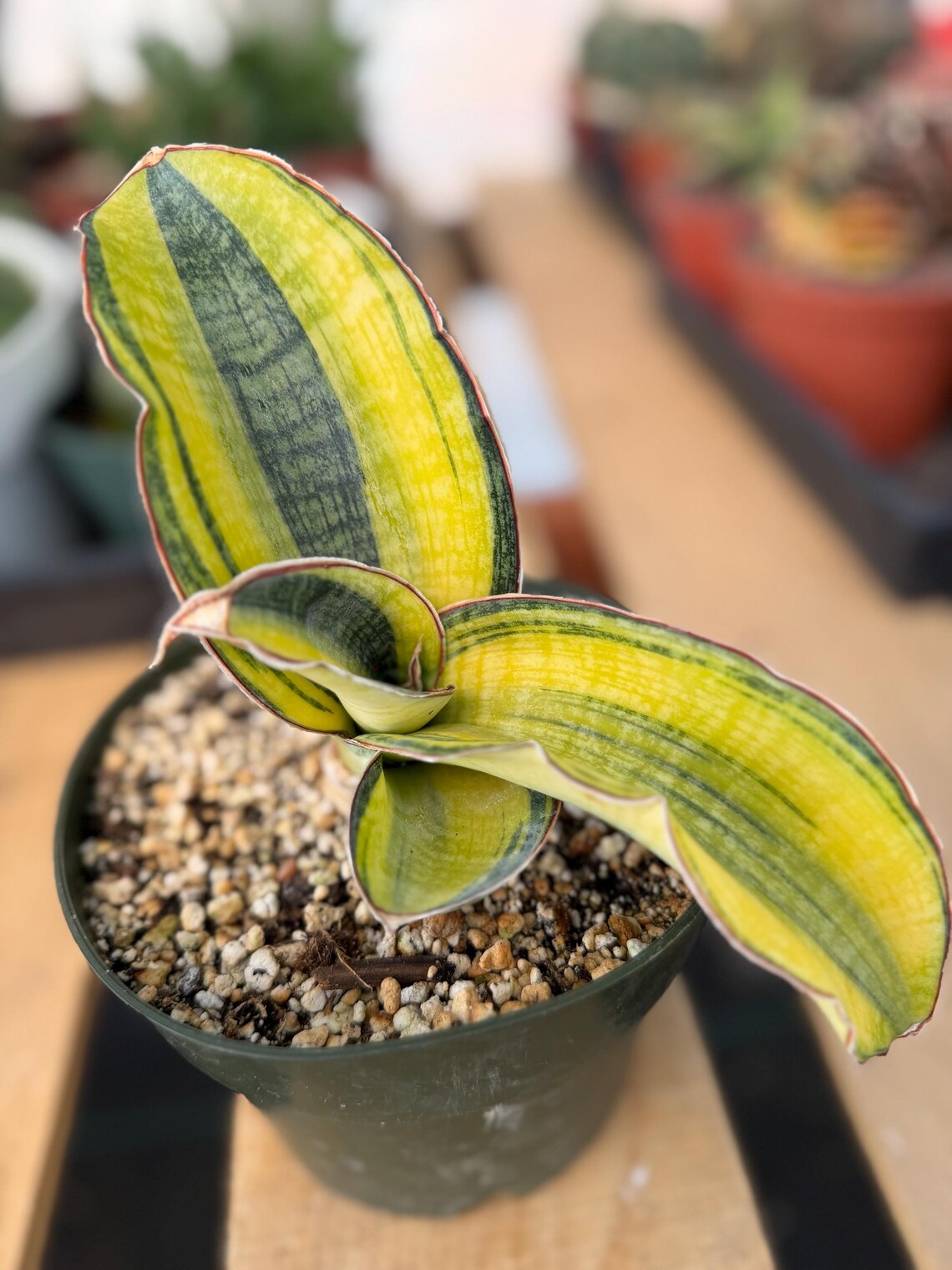 Variegated Sansevieria Phupramorn #642 | Rare Snake Plant