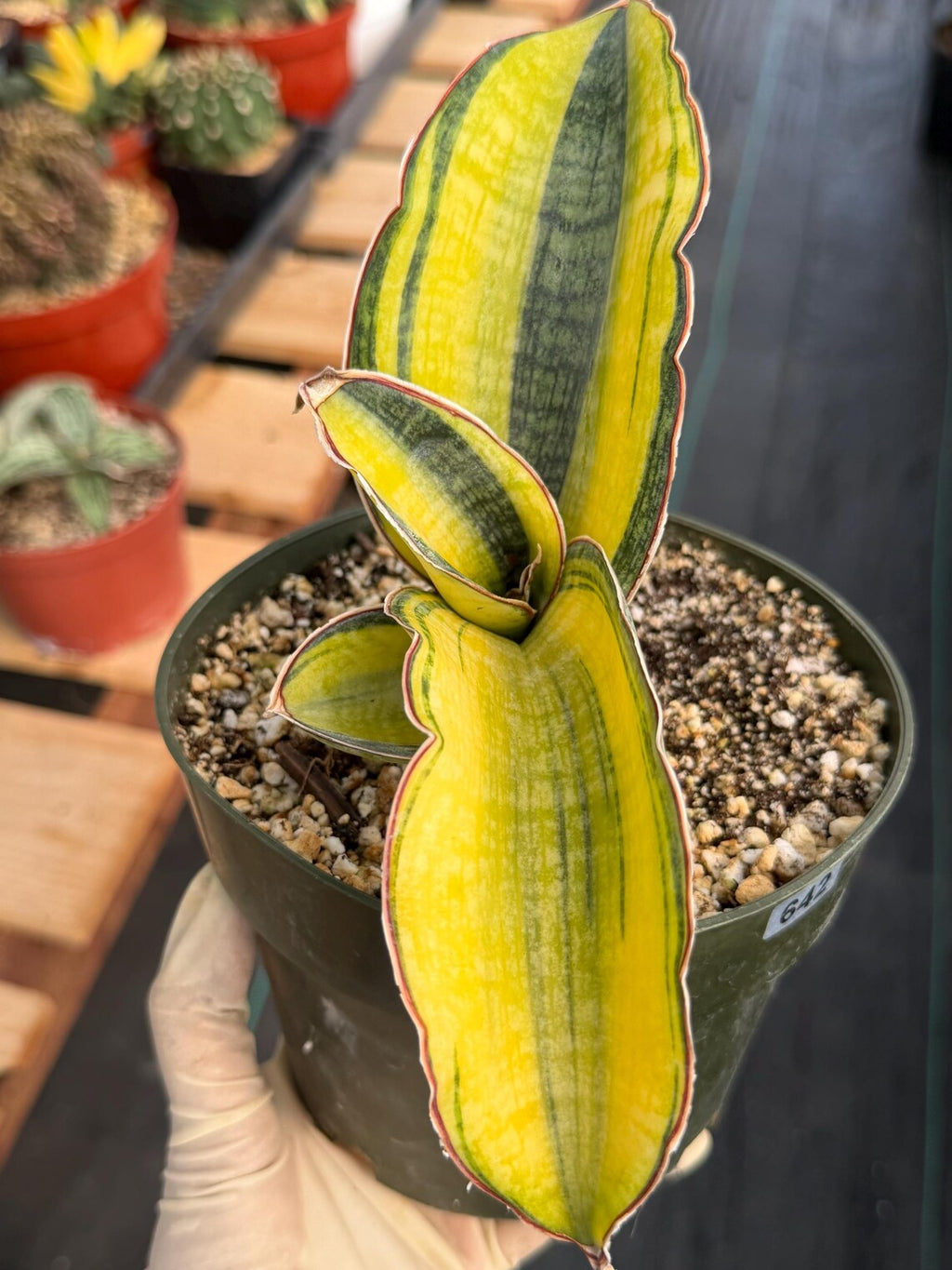 Variegated Sansevieria Phupramorn #642 | Rare Snake Plant