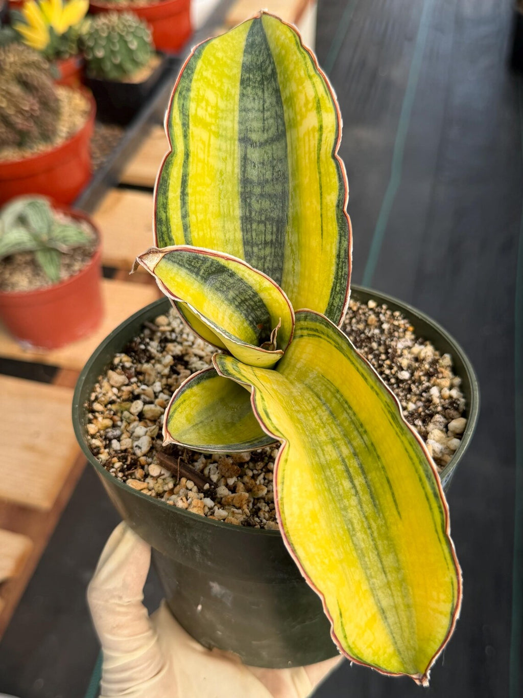 Variegated Sansevieria Phupramorn #642 | Rare Snake Plant