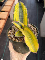 Variegated Sansevieria Phupramorn #642 | Rare Snake Plant
