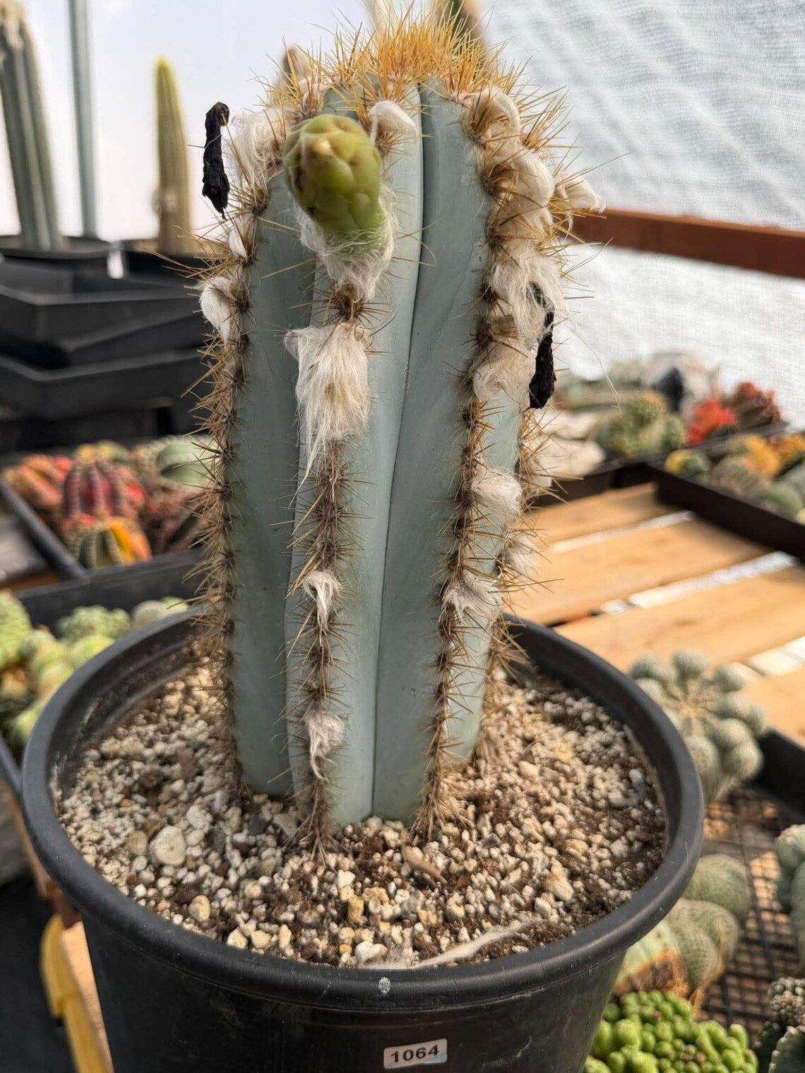 Blue Woolly Torch Cactus #1064 | Pilosocereus pachycladus