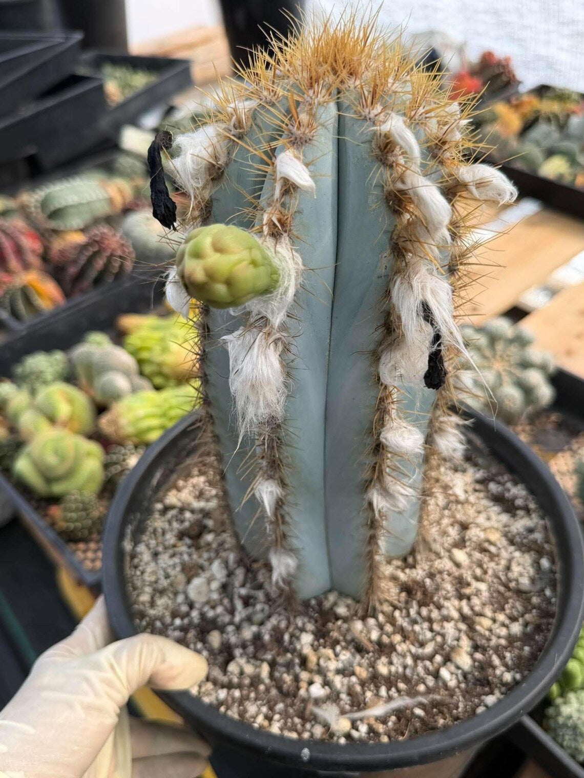 Blue Woolly Torch Cactus #1064 | Pilosocereus pachycladus