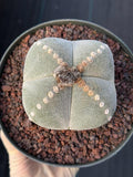 Rare Astrophytum Myriostigma Bishop's Cap Cactus, Live Collector 4-Ribbed Succulent #851