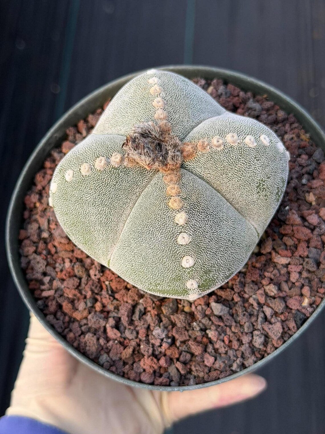 Rare Astrophytum Myriostigma Bishop's Cap Cactus, Live Collector 4-Ribbed Succulent #851