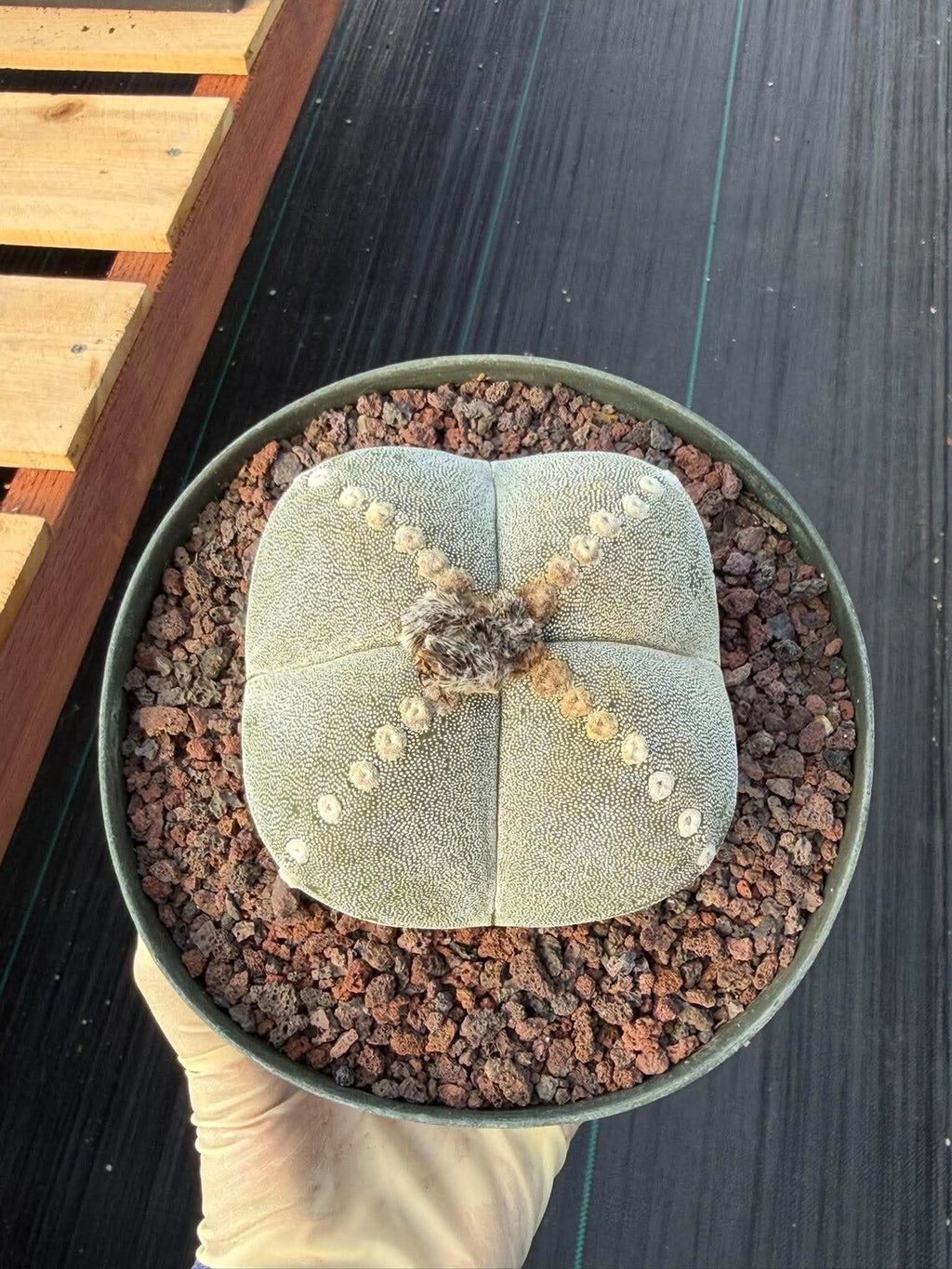 Rare Astrophytum Myriostigma Bishop's Cap Cactus, Live Collector 4-Ribbed Succulent #851