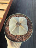 Rare Astrophytum Myriostigma Bishop's Cap Cactus, Live Collector 4-Ribbed Succulent #851