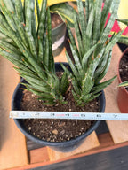 Sansevieria Francisii Snake Plant #1004 | Dual Stalk
