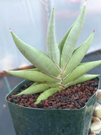 Rare Sansevieria Channin Fan Form Snake Plant, Live Collector Fan Shaped Succulent #934