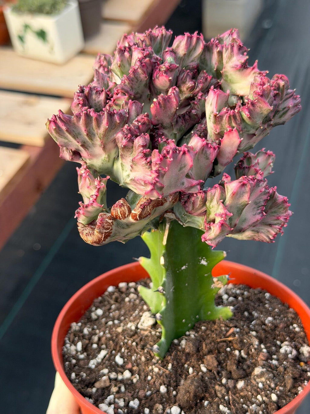 Crested Coral Cactus | Crested Euphorbia Lactea | Unique Ocean Coral Plant | Live Cactus
